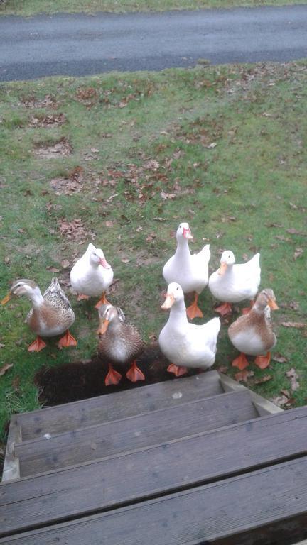 Hebergement Dans Un Domaine A Litteau Kültér fotó
